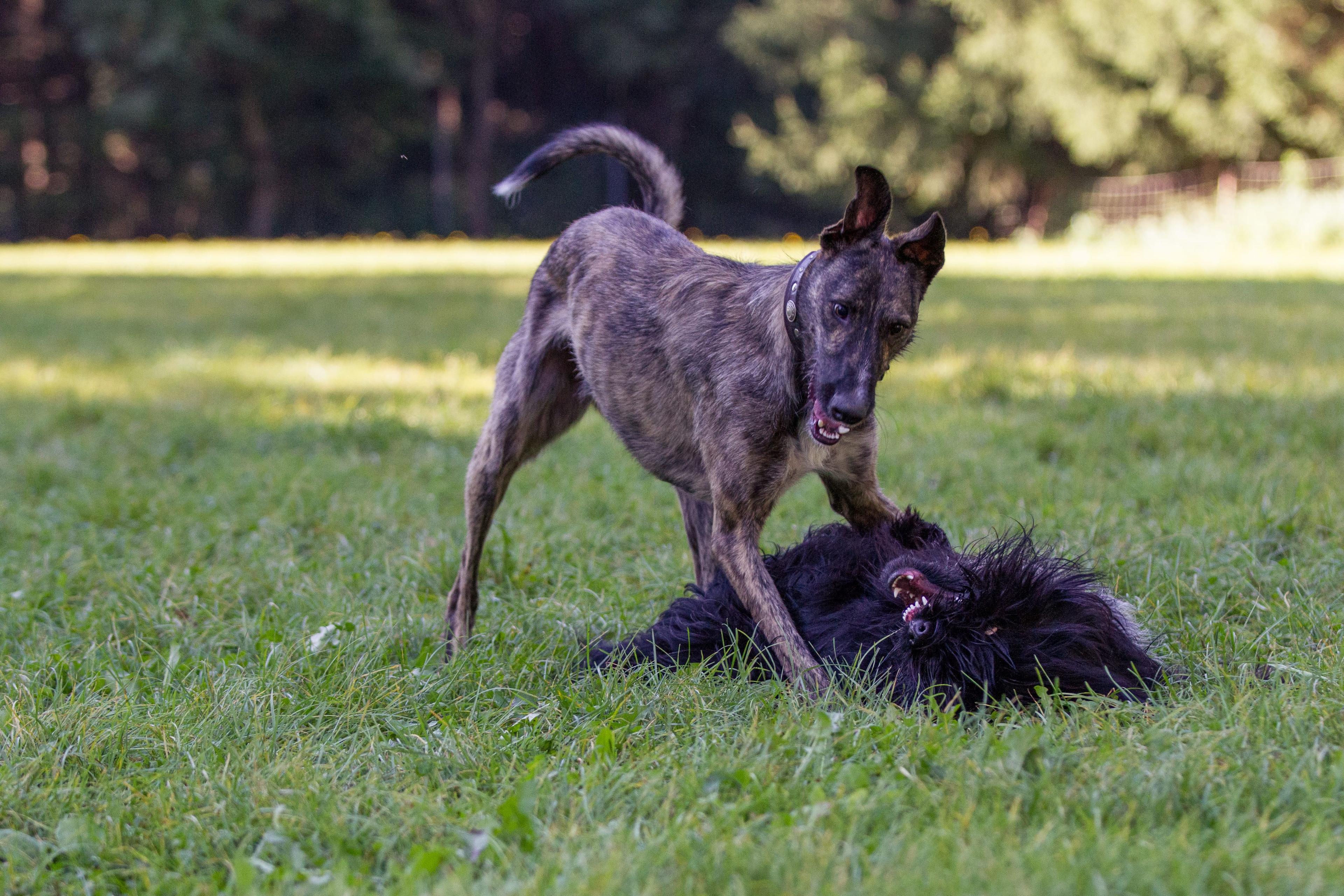 Renate Volders Sept.2014[79].jpg