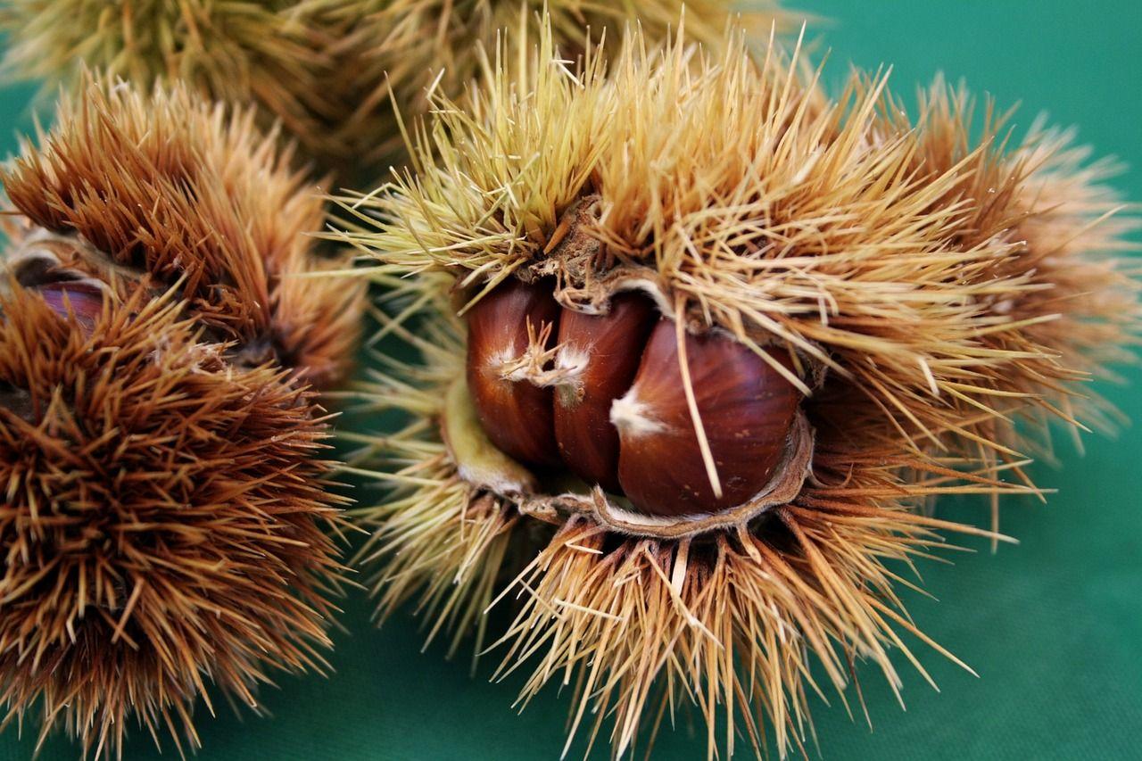 chestnuts-2829586_1280.jpg